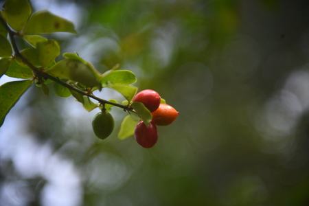 Lemon tree branch, Chinese Lime, Lime Berry (Triphasia Trifolia, Rutaceae)の写真素材