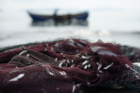 Fresh Catch of anchovies fish with Fishing Netの写真素材
