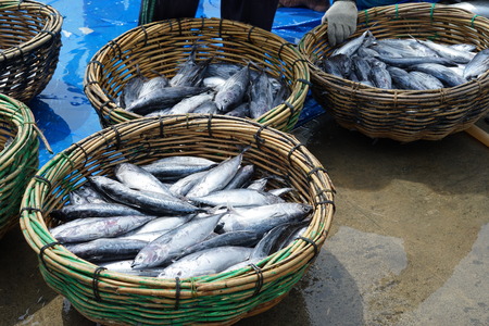 Selection of fresh Mackerel fish for sale at Seafood Market