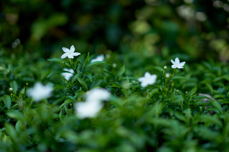 White Jasmine flower in natural green backgroundの写真素材
