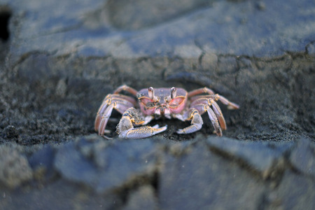 Ghost crab at the beach sandの写真素材