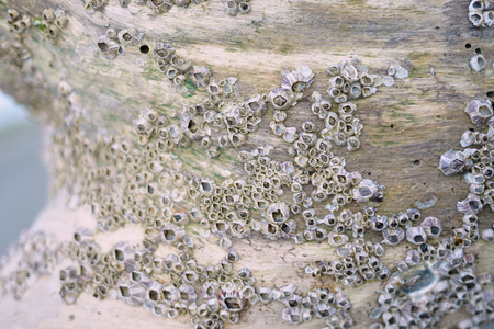 Clams attached on old death treeの写真素材