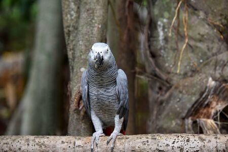 The African Grey Parrot (Psittacus erithacus), also known as the Grey Parrot, is a parrot found in the primary and secondary rainforest of West and Central Africaの写真素材