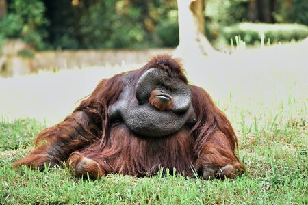 Big adult male Orangutan sitting on grassの写真素材