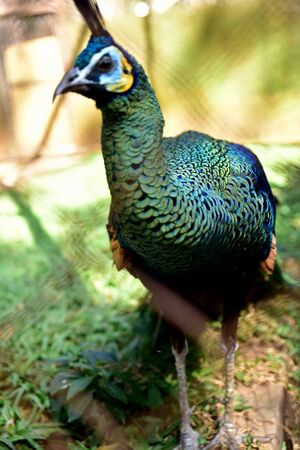 Wild Peacock with Colorful Feathersの写真素材