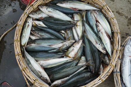 Bunch fresh tuna fish stacked in the traditional fish market indonesiaの写真素材