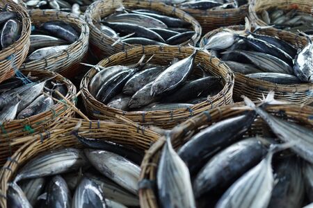 Bunch fresh tuna fish stacked in the traditional fish market indonesiaの写真素材