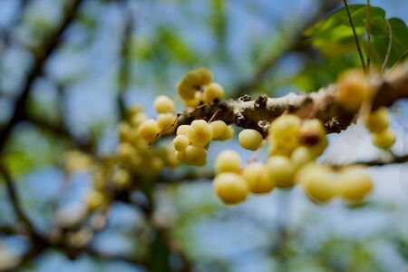Ciremai (Phyllanthus acidus) or Star Gooseberry, Tropical Fruits