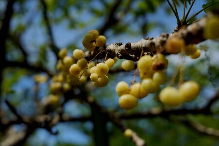 Ciremai (Phyllanthus acidus) or Star Gooseberry, Tropical Fruitsの写真素材