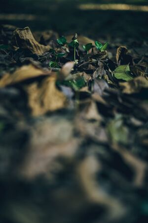 Spring Bud Growing with green Nature Backgroundの写真素材