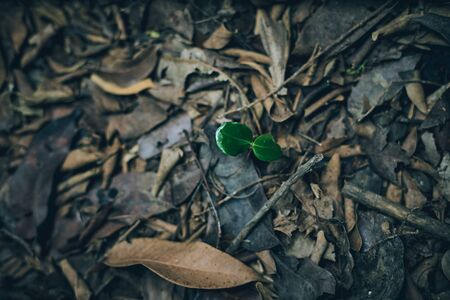 Spring Bud Growing with green Nature Backgroundの写真素材