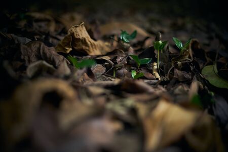 Young plant growing in Forest, environmental conservationの写真素材