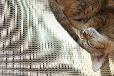 Brown sweet kitten sleeping curled up on the Chairの写真素材