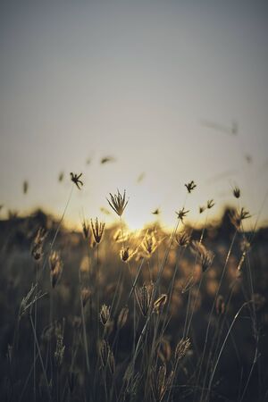 Background of a meadow in the afternoon with sunsetの写真素材