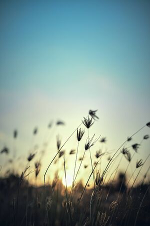 Background of a meadow in the afternoon with sunsetの写真素材