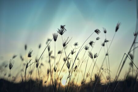 Early morning sun shining on wildflowers and weeds growing in a grassy fieldの写真素材
