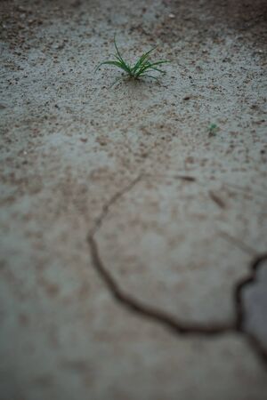 Fresh green plant tree growth on dry cracked soil, Global warming