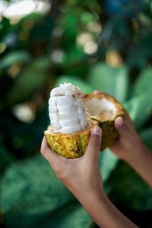 Hands with fresh Cocoa beans in pods at cocoa farmの写真素材