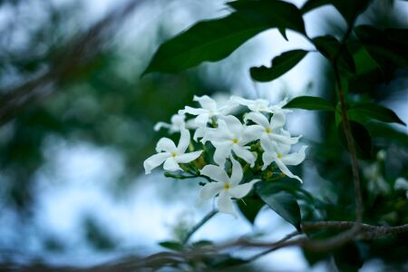 White jasmine blooming with green leaves in nature tropical rainforestの写真素材