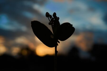 Wild flowers and beautiful view of golden sunsetの写真素材