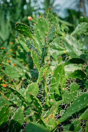 Prickly pear cactus close up with fruit in red color in Nature Background