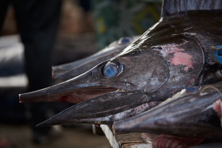 Close-up of Giant Marlin, swordfish at Seafood marketの写真素材