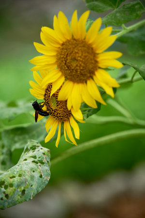 Sunflower and bee in the garden. (Helianthus annuus)