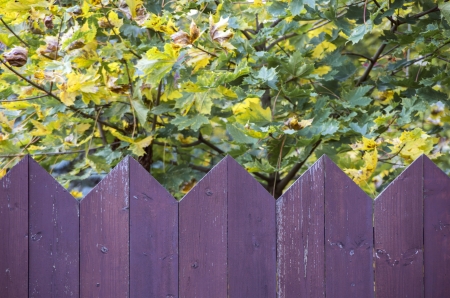 Purple wooden fence and autumn gardenの写真素材