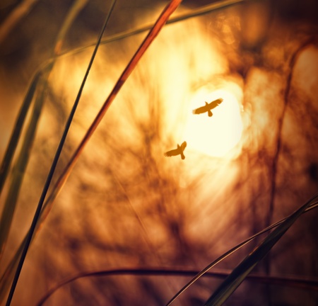 natureの写真素材