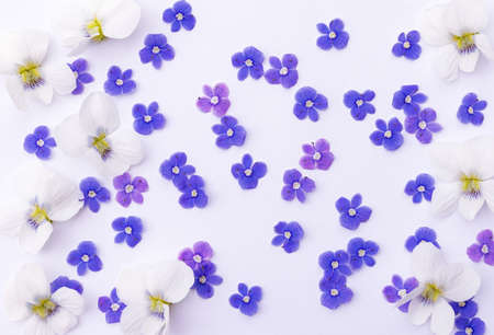 wallpaper or texture of small delicate blue wildflowers and large white violets filling the white...