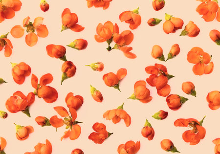 Creative warm pastel background of delicate spring quince flowers or floral seamless patternの写真素材