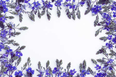 template in the form of a frame of delicate wildflowers in blue on a white backgroundの写真素材
