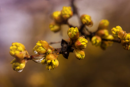 dogwood branch with yellow delicate blossoming flowersの写真素材