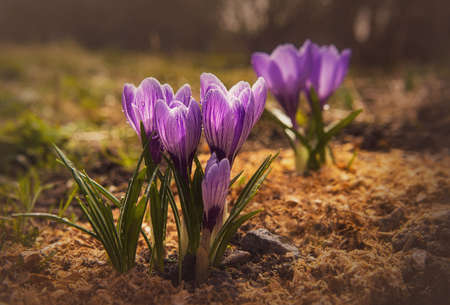 bright delicate spring flower in dew dropsの写真素材