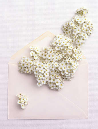 Greeting card template. Open envelope filled with white flowers with space for your greeting or design on a light background.の写真素材
