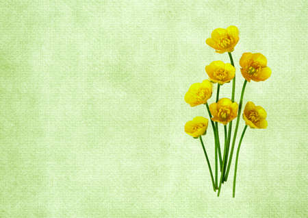 Composition of wildflowers. Bouquet of yellow flowers on a green vintage background with space for...