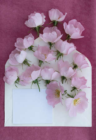 Flower arrangement of roses in an envelope with space for design.