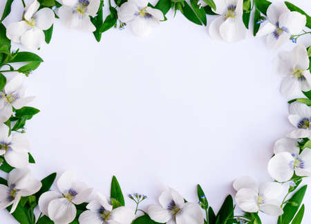 floral frame of violets and green twigs on a white backgroundの写真素材