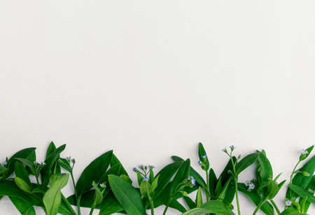 Floral border of green branches with leaves and blue flowers on white backgroundの写真素材