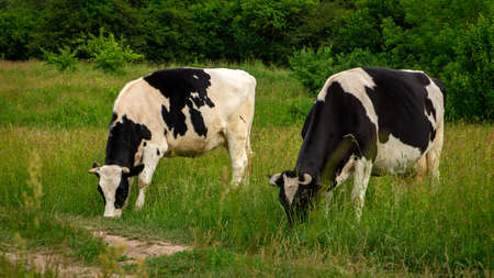 Large cows grazes on a bright green meadowの写真素材