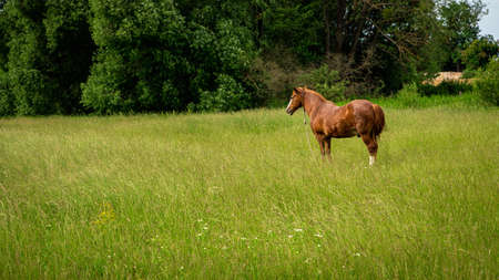 Young beautiful horse grazes on a green meadowの写真素材
