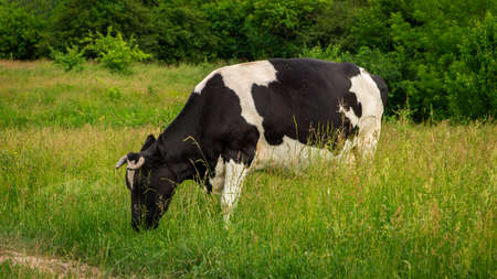 Large cow grazes on a bright green meadowの写真素材