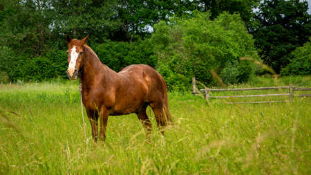 Young beautiful horse grazes on a green meadowの写真素材