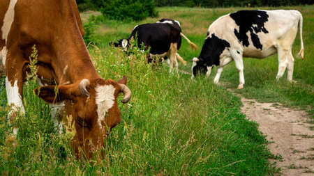 Large cows grazes on a bright green meadowの写真素材