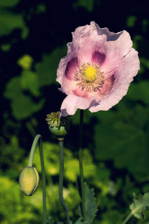 Poppy with delicate purple petals close-up on a green backgroundの写真素材