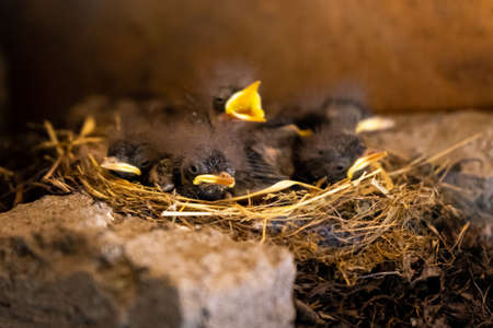 Little yellow chicks looking out of the nest