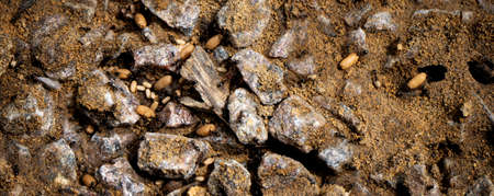 Anthill on the road with many small black antsの写真素材
