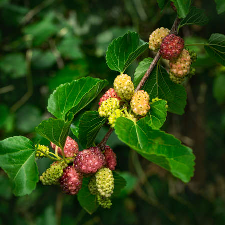 Berries of a bright juicy mulberry growing on a treeの写真素材
