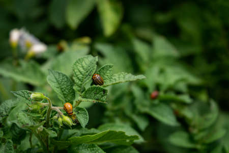 Colorado potato beetle eating green potato leaves in the garden.の写真素材