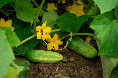 Cucumbers growing in a vegetable garden in summer with green fruits and yellow flowersの写真素材